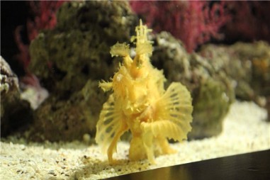 Океанариум в Бангкоке (Siam Ocean World)