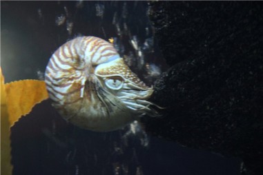 Океанариум в Бангкоке (Siam Ocean World) 