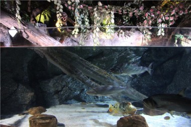 Океанариум в Бангкоке (Siam Ocean World)