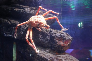 Океанариум в Бангкоке (Siam Ocean World)