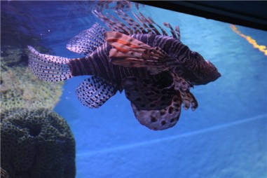 Океанариум в Бангкоке (Siam Ocean World)
