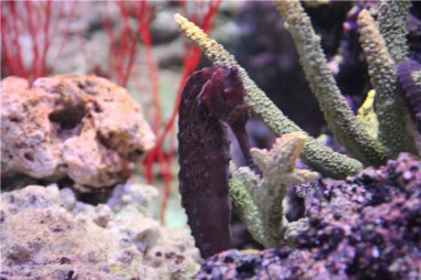 Океанариум в Бангкоке (Siam Ocean World)