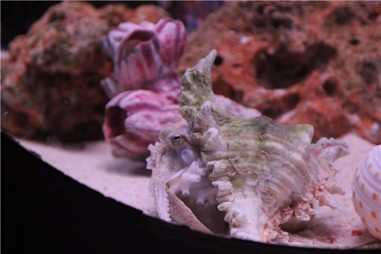 Океанариум в Бангкоке (Siam Ocean World) 