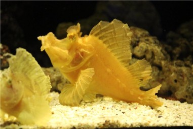  Океанариум в Бангкоке (Siam Ocean World)