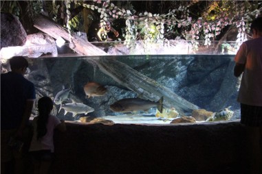 Океанариум в Бангкоке (Siam Ocean World) 