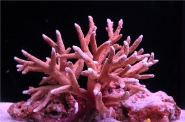  <b>Океанариум в Бангкоке (Siam Ocean World)</b>