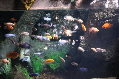 Океанариум в Бангкоке (Siam Ocean World)