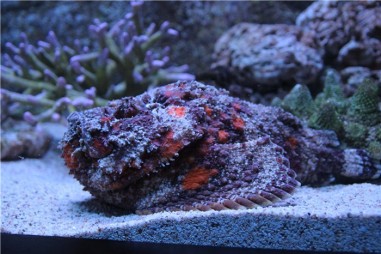  Океанариум в Бангкоке (Siam Ocean World)