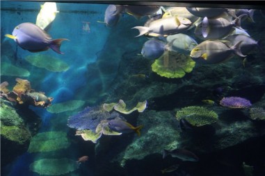  Океанариум в Бангкоке (Siam Ocean World) 