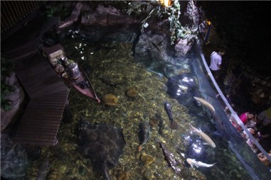 Океанариум в Бангкоке (Siam Ocean World)