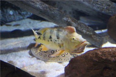 Океанариум в Бангкоке (Siam Ocean World)