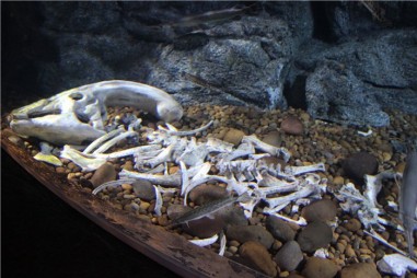 Океанариум в Бангкоке (Siam Ocean World) 