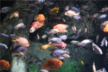 Океанариум в Бангкоке (Siam Ocean World)