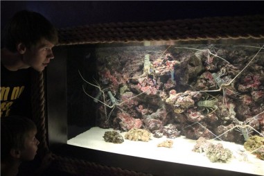 Океанариум в Бангкоке (Siam Ocean World)