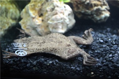  Океанариум в Бангкоке (Siam Ocean World)