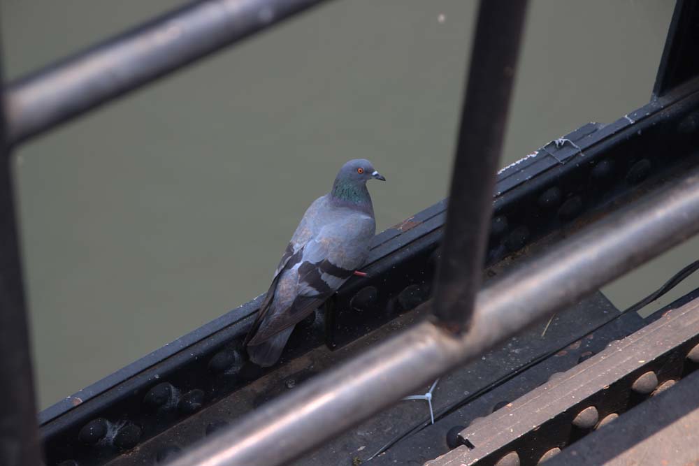 Мост через реку Квай. The Bridge of the River Kwai.